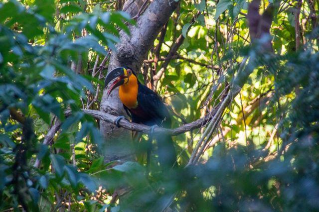 Toucan in Tijuca National Park - Photo Credit: Felipe Vieira