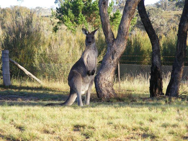 Canberra