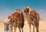 Camels in Cairo, Egypt - Photo Credit: Omar Elsharawy