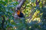 Toucan in Tijuca National Park - Photo Credit: Felipe Vieira